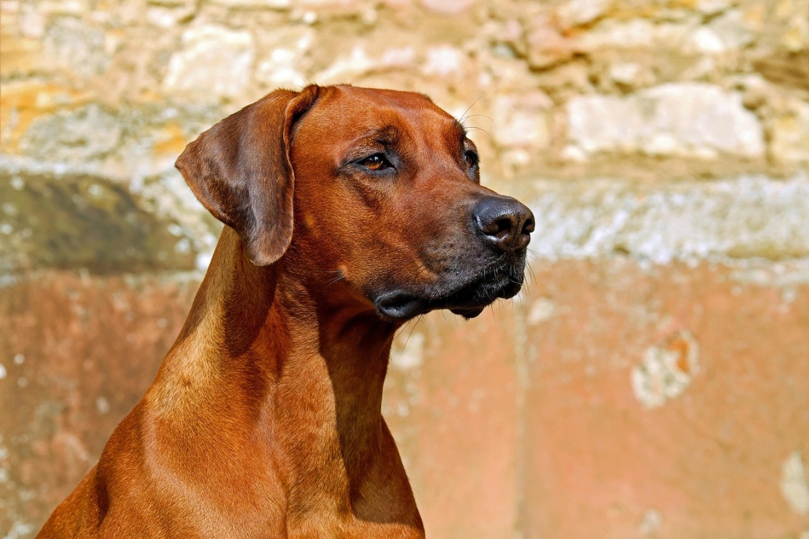 Veterinarji opozarjajo na nevarnost peščenih muh za pse